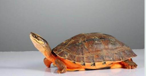 龟是神性之物，养龟会对风水产生什么影响？