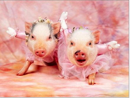 生肖猪的终身守护佛是阿弥陀佛