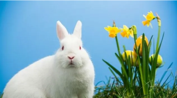 十二生肖吉祥物助运转运保一年平安 十二生肖吉祥物助运转运保一年平安