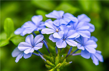 貔貅会杀主人吗？ 佩带貔貅有哪些讲究和忌讳？
