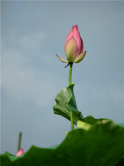 2021年生肖属鼠农历二月结婚吉日,以下是好日子