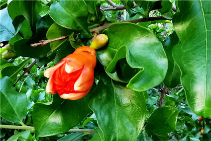 关于的貔貅故事!貔貅帮助黄帝赢得涿鹿之战 关于的貔貅故事!貔貅帮助黄帝赢得涿鹿之战