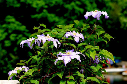 貔貅开光在什么时间好？哪个时间开光最灵验？