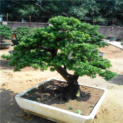 家中放鼎有什么作用?摆放位置有什么讲究? 家中放鼎有什么作用?摆放位置有什么讲究?