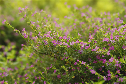 生肖运程早播报,2021年2月份十二生肖运势预分析