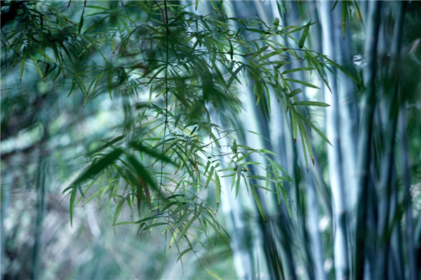 十二生肖属蛇的人最佳配偶是什么属相？