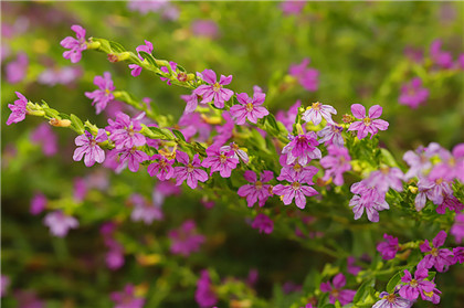 2021年意外致富几率很大的生肖,生肖兔的人在事业上能一展宏图