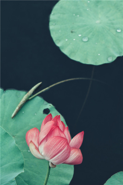 车内风水摆件的禁忌有哪些?车里面的风水摆设有什么讲究? 车内风水摆件的禁忌有哪些?车里面的风水摆设有什么讲究?