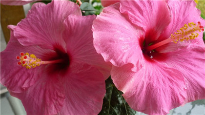 生肖运势分析,2021会有哪些生肖属相会容易怀孕?