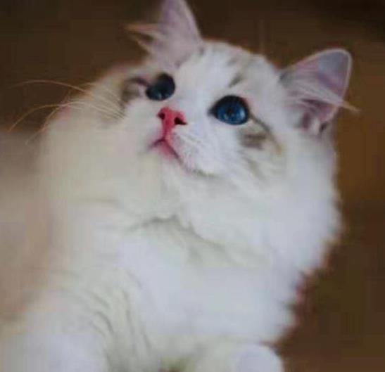 猫猫为什么进不了十二生肖