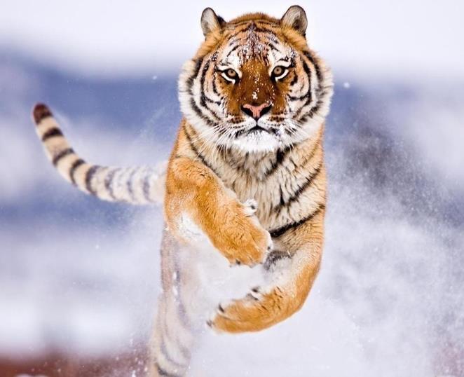 十二生肖中为了爱情不管不顾，爱情至上的是哪3个生肖