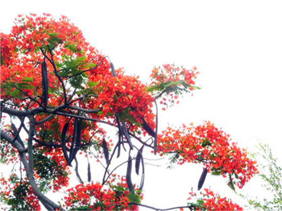 2021年辛卯月十二生肖运势运程走向一览表,哪些生肖容易遇到喜欢的人?