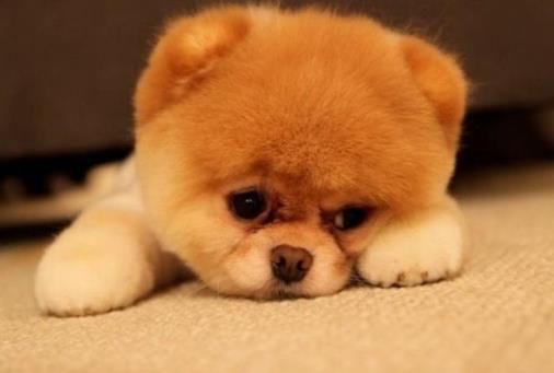 适合早婚的有那几个生肖