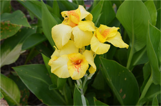 父母和子女的生肖不合怎么办?生肖龙和什么属相的孩子最合得来？