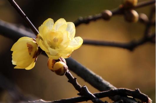 十二生肖中那个属相最优秀最好