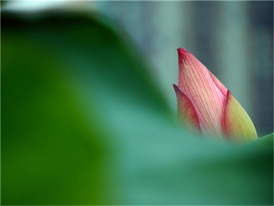 生肖运势，2021年属虎人运势如何？会有桃花运吗?