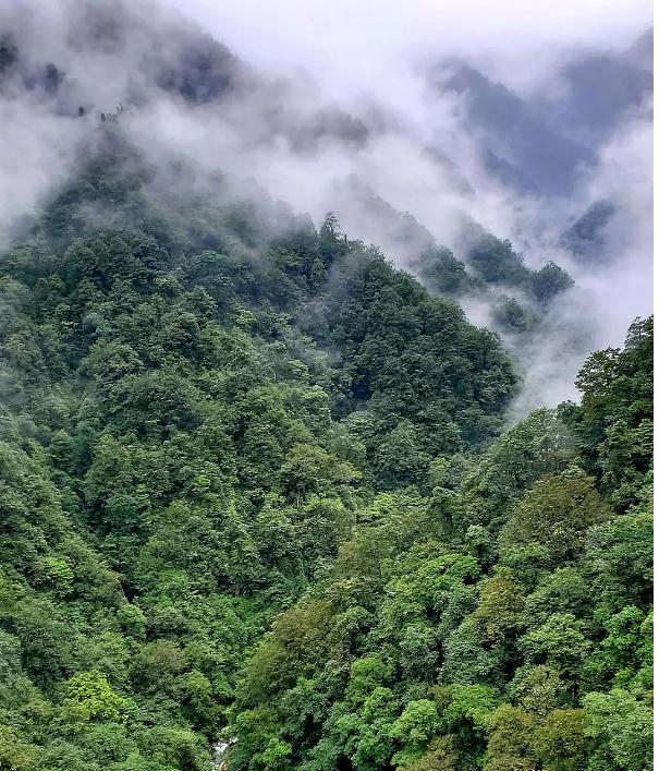 风水摆件摇钱树的寓义是什么？摇钱树有什么功效作用？