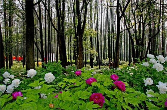 性格内向不合群，容易孤独的四大生肖