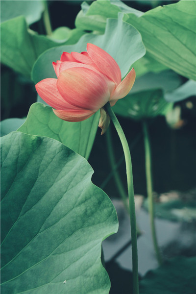 2021年12生肖3月财运预测，这几个属相财运不错！