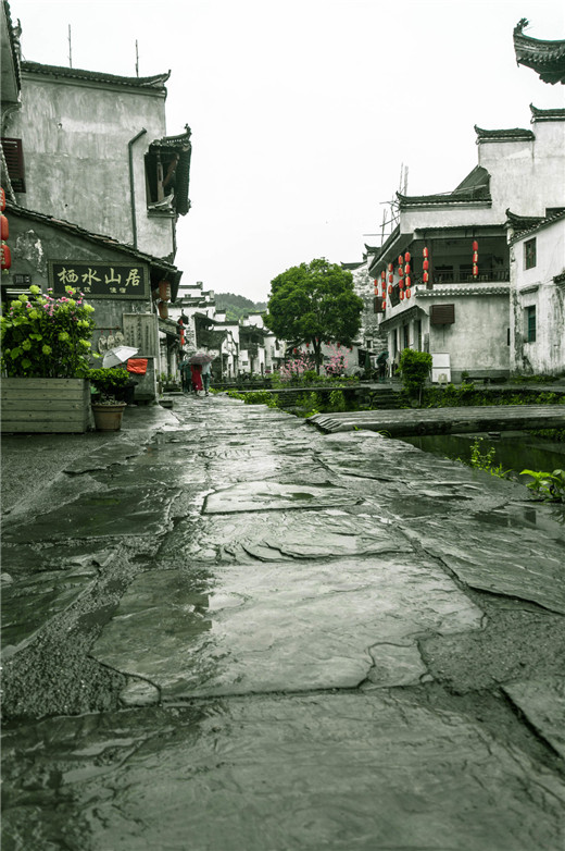 家居风水摆件风水植物的使用方法与注意事项