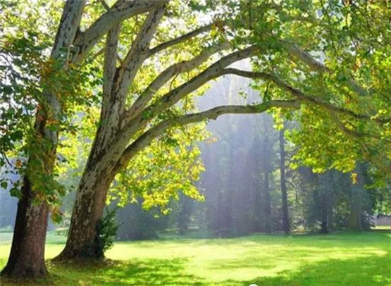 文昌塔是什么意思？文昌塔适用范围有哪些？