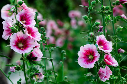 龙龟是吉祥四灵之一，风水摆件龙龟的摆放讲究