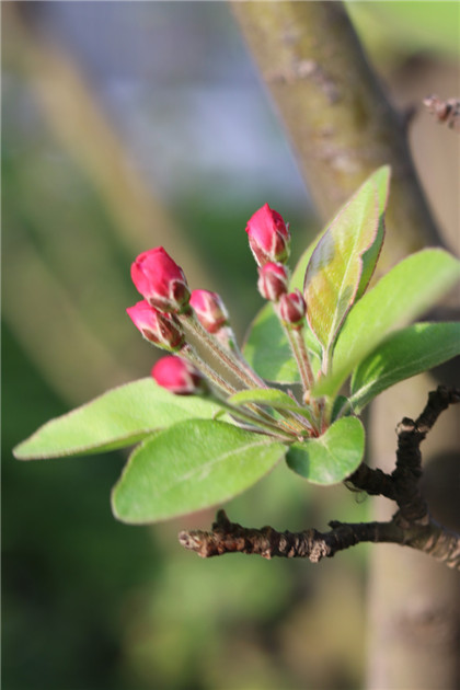 客厅风水中的摆件有颇多讲究,适合客厅风水摆件有哪些？(1)
