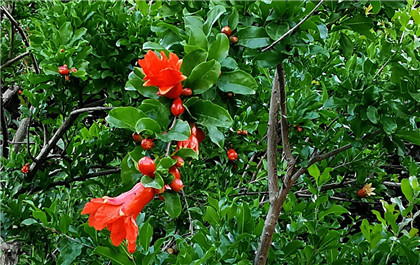 风水摆件铜金鸡你了解吗？你知道在风水学上有着哪些作用吗？