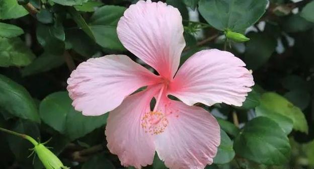 详解风水摆件文财神爷摆放位置的禁忌