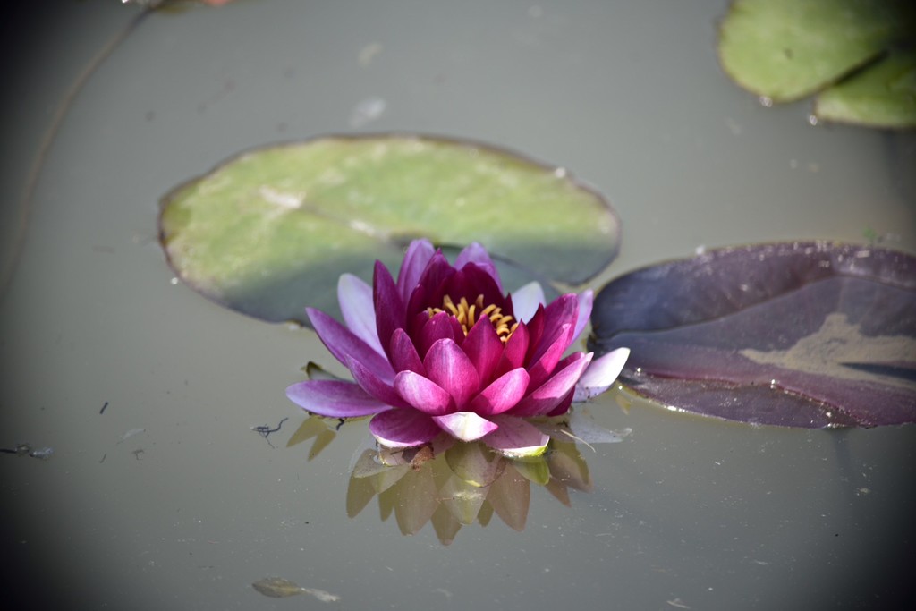 盘点风水摆件蟾蜍的寓意,什么样的人适合摆放蟾蜍呢？