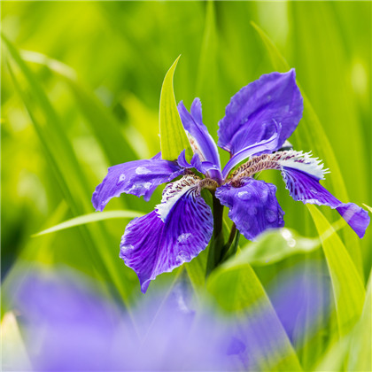 2021年生肖运势：2021年属龙人跟属牛人结婚适合吗?