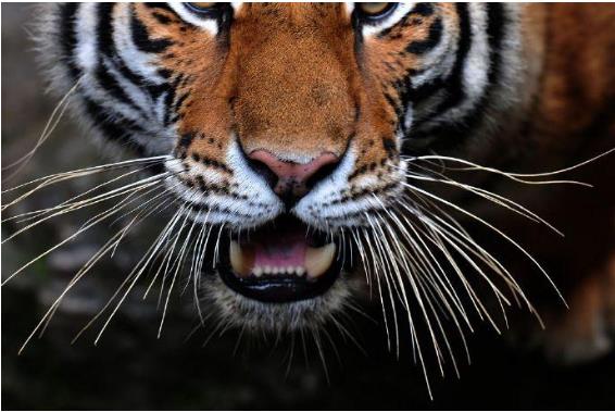 2022年虎年出生在几月的宝宝运势好