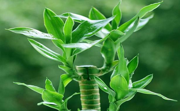 平安吉祥风水宝物大揭秘,求学风水吉祥物文昌塔和毛笔 平安吉祥风水宝物大揭秘,求学风水吉祥物文昌塔和毛笔