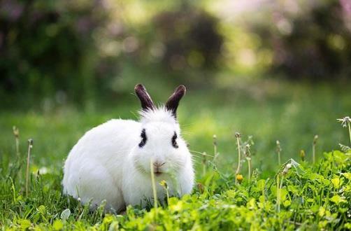 2021辛丑牛年，那几个生肖不适合在本年结婚？