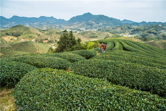 12生肖 （生肖鼠） 2021年运程预测，运程有吉中带凶情况 需要慎重提防