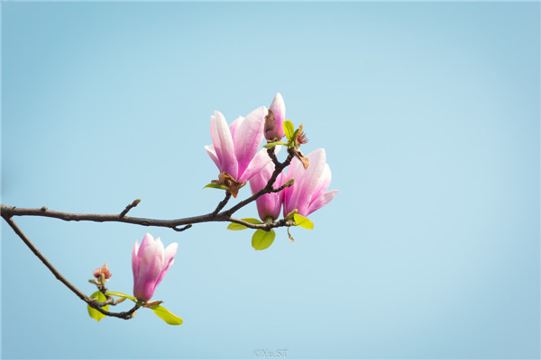 2021年属牛本命年运势 运程详解，属牛人在2021年要洁身自好