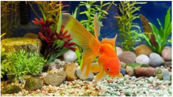 属相不合相冲相克应该如何化解