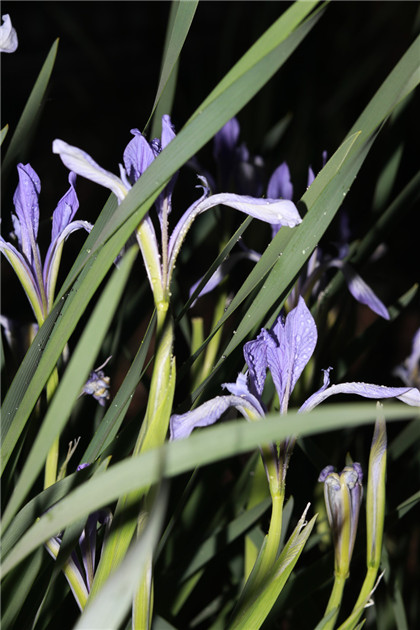 情商对于人的影响非常很大，十二生肖中不懂人情世故的三大生肖