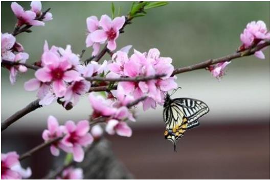 布局2021年家居中最旺桃花的方位