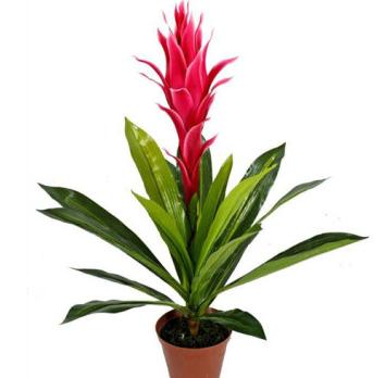 十二生肖养什么植物可以旺财运提升运气？ 一起来看看吧