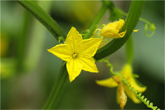 现实中的辟邪剑风水摆件一般都有什么摆放说法