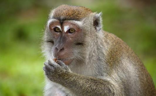 2021年6月爱情运势最好的生肖