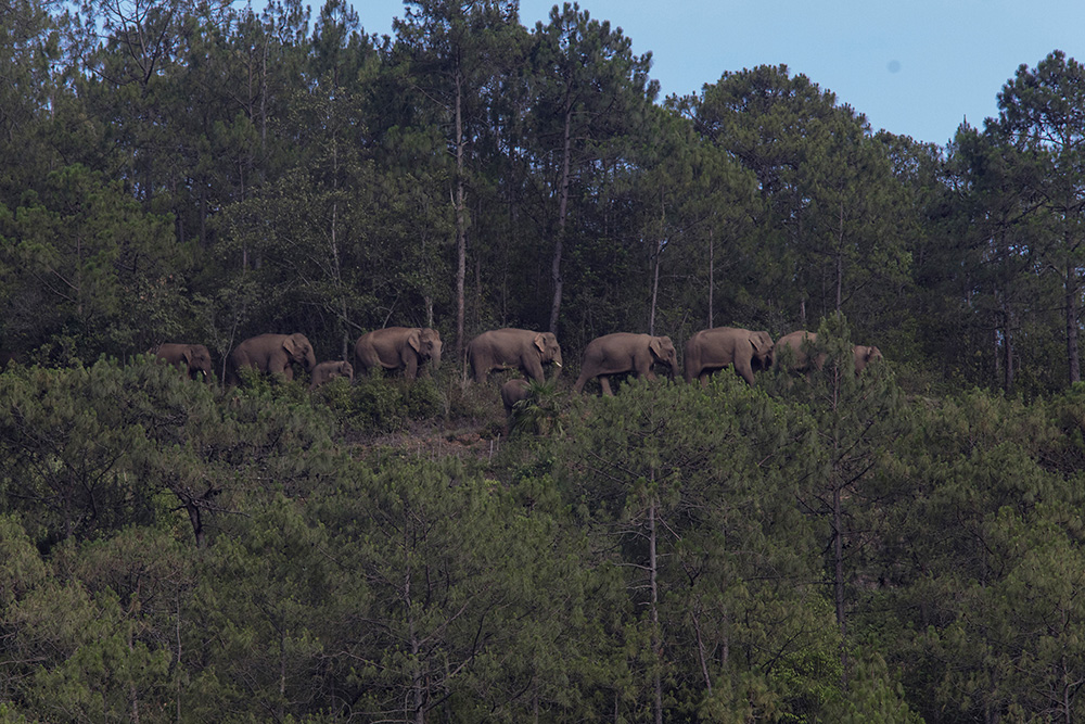 风水摆件五帝钱放在地毯底下行吗?会不会有什么影响? 风水摆件五帝钱放在地毯底下行吗?会不会有什么影响?