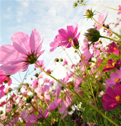 风水摆件五帝钱怎么摆放才会带来好风水呢