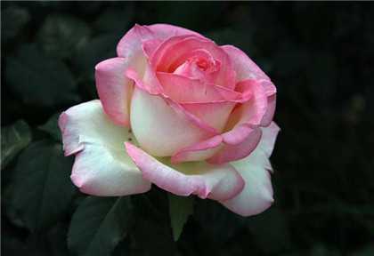 平安扣的寓意 平安扣有什么风水作用