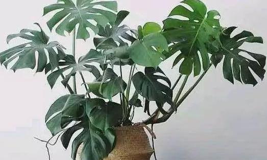 公司摆放什么植物风水好?适合摆放在公司的几种植物 公司摆放什么植物风水好?适合摆放在公司的几种植物