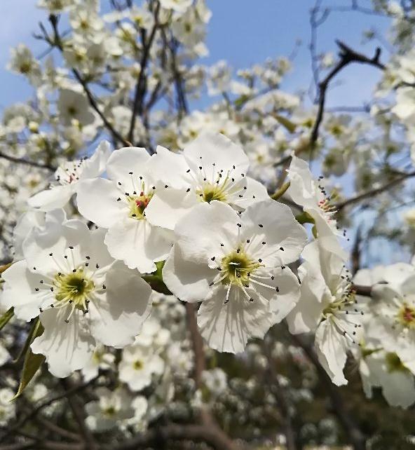 本命年为什么要穿红？你一定不知道的八件事