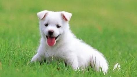 1994年属狗人2022年运势及运程分析