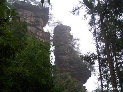 招财植物怎么选？哪种招财植物最好