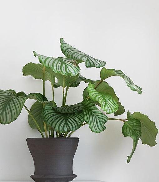 水晶狮子有什么特殊的风水含义 水晶狮子有什么特殊的风水含义